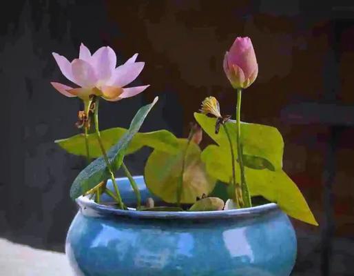 象征着幸福好运的花是什么？如何选择吉祥花卉？
