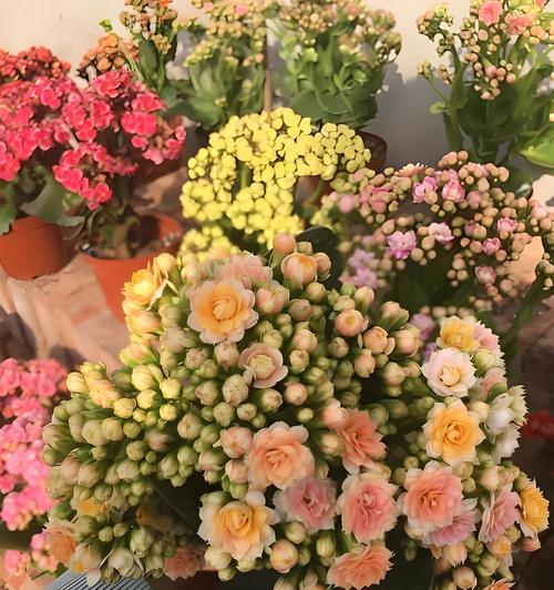 璎珞长寿花代表什么？长寿花的寓意有哪些？
