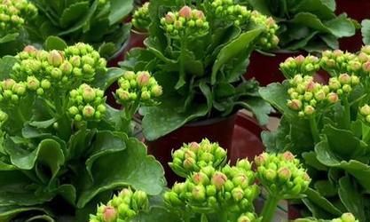 璎珞长寿花代表什么？长寿花的寓意有哪些？