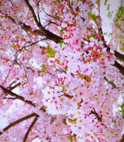 哪些冬花象征爱情？