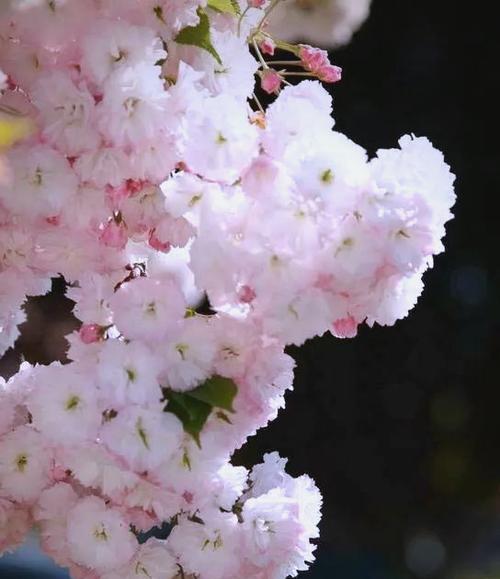 哪些冬花象征爱情？