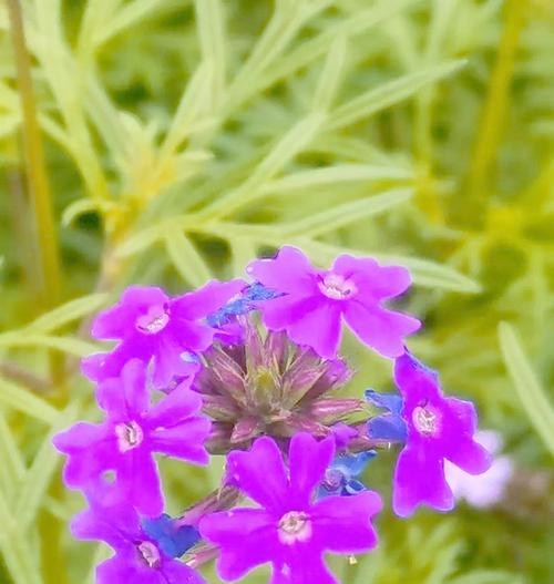 哪些冬花象征爱情？