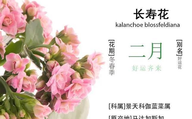 哪些花象征健康长寿？长寿花语有哪些？
