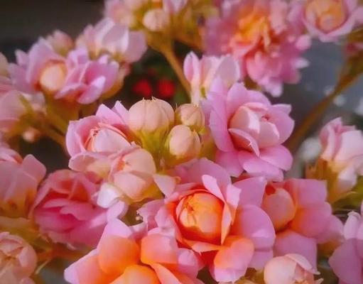 哪些花象征健康长寿？长寿花语有哪些？
