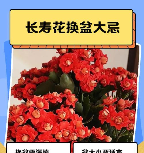 哪些花象征健康长寿？长寿花语有哪些？