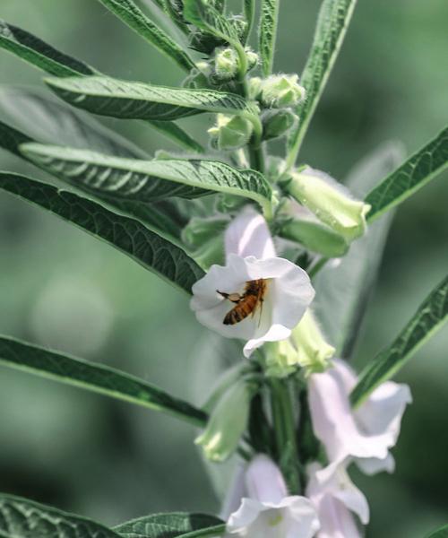芝麻开花节节高的花寓意有哪些？