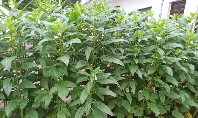 芝麻开花节节高的花寓意有哪些？