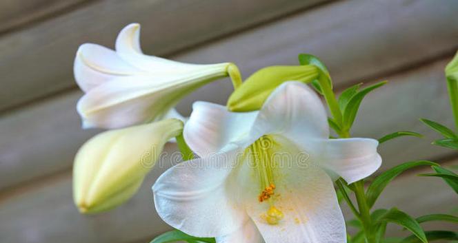 复活节百合花有什么特别含义？