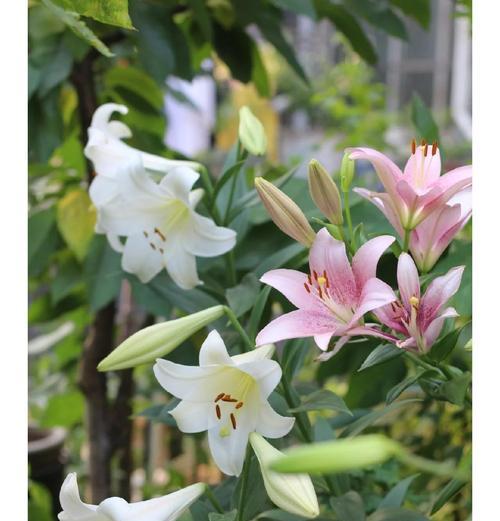 复活节百合花有什么特别含义？