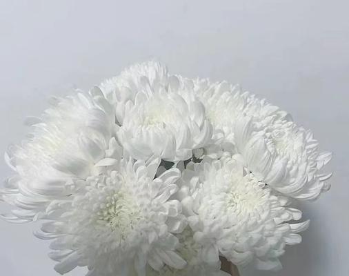 白菊花作为手捧花有何寓意？使用场合有哪些？