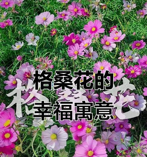 哪些花象征着幸福生活？
