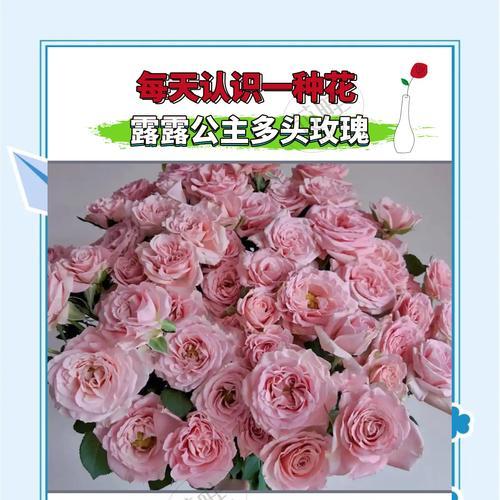 粉色玫瑰高级花语是什么？送粉色玫瑰的场合有哪些？