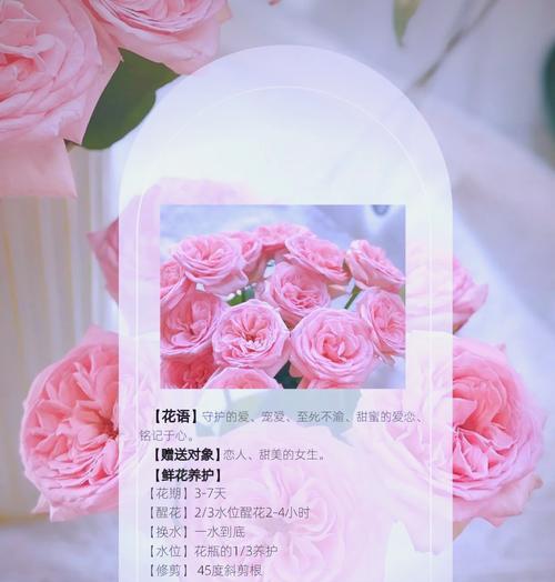 粉色玫瑰高级花语是什么？送粉色玫瑰的场合有哪些？