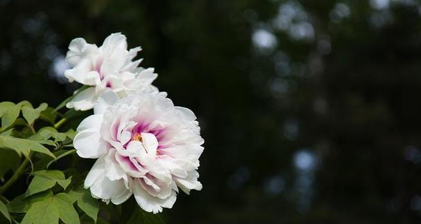 寓意忠贞气节的花有哪些？它们在文化中象征着什么？