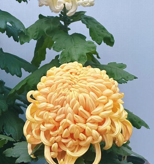 寓意忠贞气节的花有哪些？它们在文化中象征着什么？
