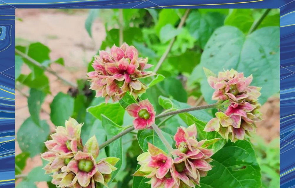 藏青色的花象征着什么？它的寓意有哪些？