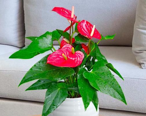 哪种花寓意平安？平安的花有哪些？