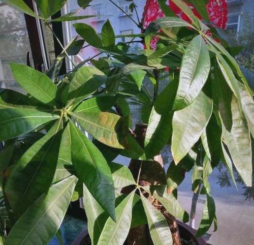 哪种花寓意平安？平安的花有哪些？