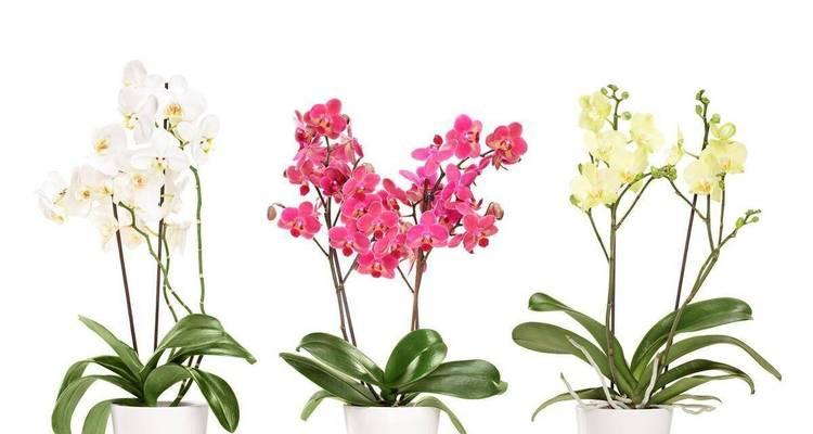 哪种花寓意平安？平安的花有哪些？