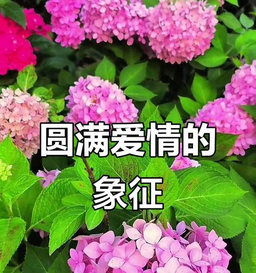 传统中哪些花象征爱情？