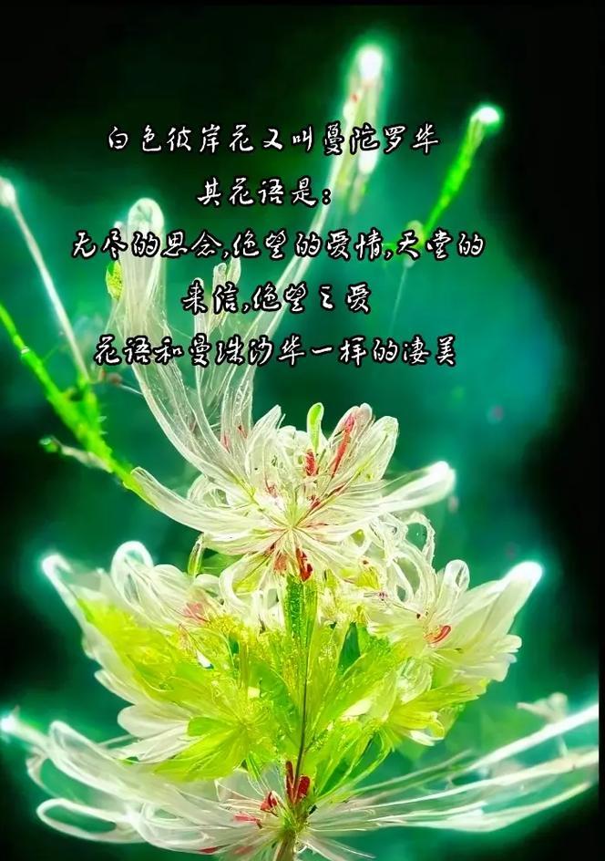 彼岸花的传说寓意是什么？彼岸花有哪些神秘含义？
