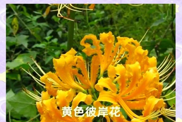 彼岸花的传说寓意是什么？彼岸花有哪些神秘含义？