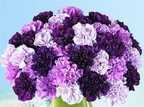 黎川紫色花语是什么？紫色花在黎川文化中有何寓意？