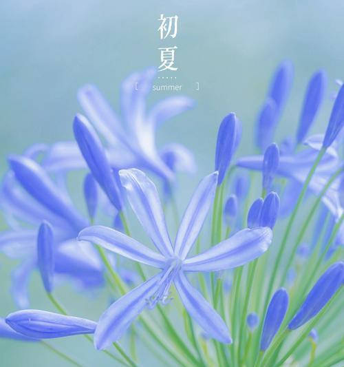 寓意文轩爱情的花是什么？象征爱情的花有哪些？