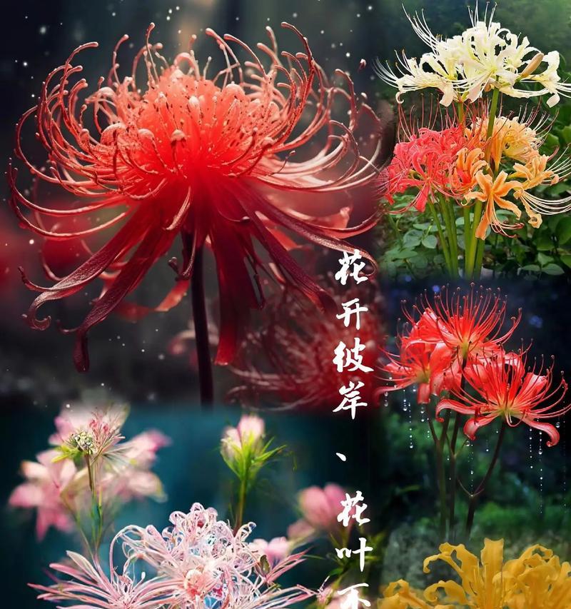 寓意文轩爱情的花是什么？象征爱情的花有哪些？