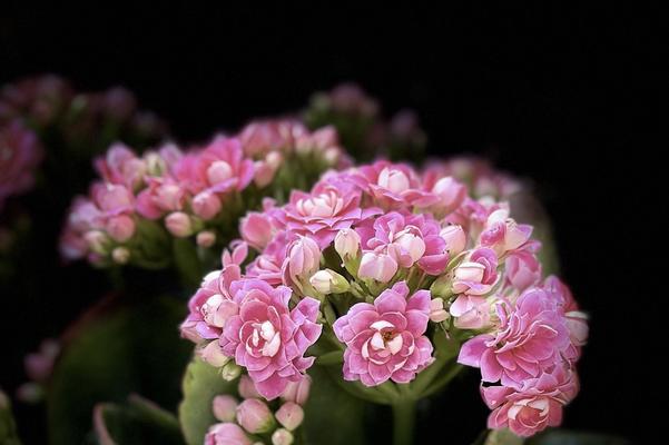 哪些花朵寓意喜乐？喜乐花朵的花语是什么？