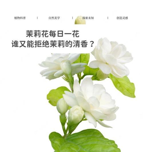 哪些花朵寓意喜乐？喜乐花朵的花语是什么？