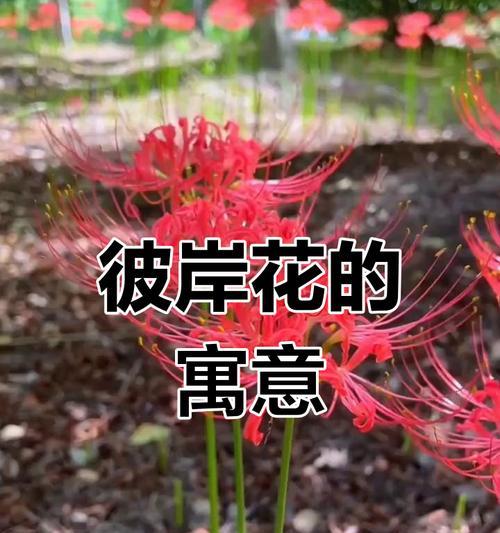 哪种绿色花朵象征爱情？绿色花朵的爱情寓意。400