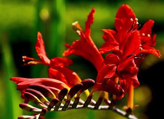 花的颜色与寓意有关系吗？花色和寓意之间有何联系？