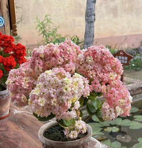 花的颜色与寓意有关系吗？花色和寓意之间有何联系？