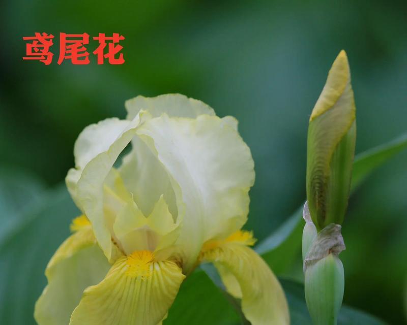 黄色花有哪些寓意美好？