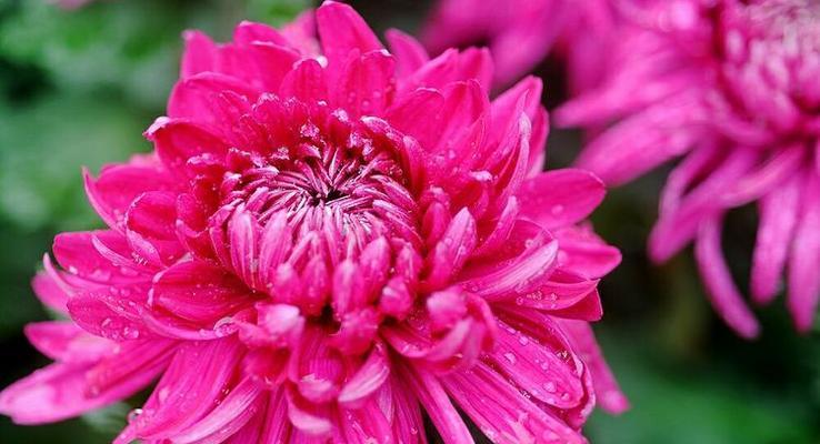 秋色花有哪些花语？它们代表什么意义？