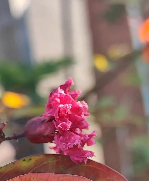 秋色花有哪些花语？它们代表什么意义？