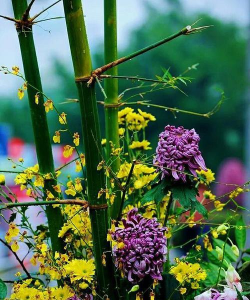 秋色花有哪些花语？它们代表什么意义？