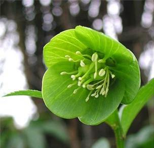 白绿色的花代表什么含义？它的花语是什么？