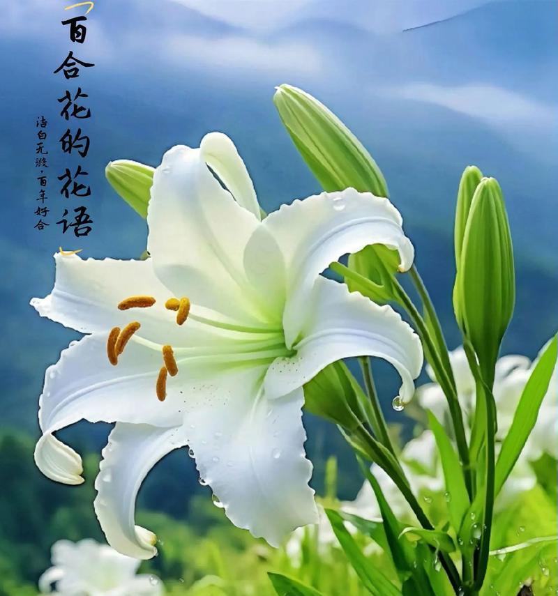 白绿色的花代表什么含义？它的花语是什么？
