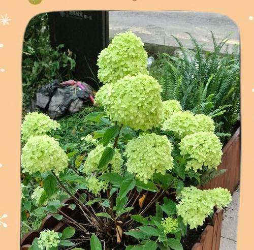 白绿色的花代表什么含义？它的花语是什么？