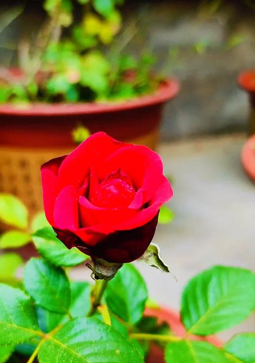 象征安宁平和的花是什么？哪种花代表宁静？