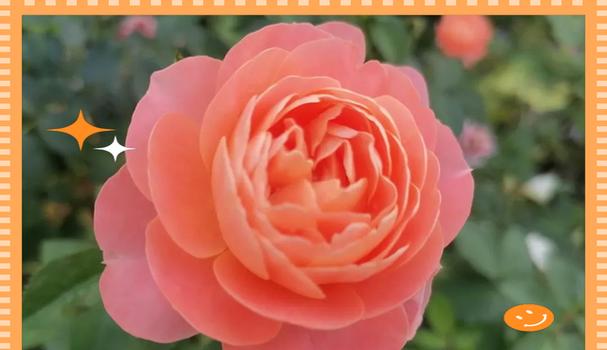 象征安宁平和的花是什么？哪种花代表宁静？