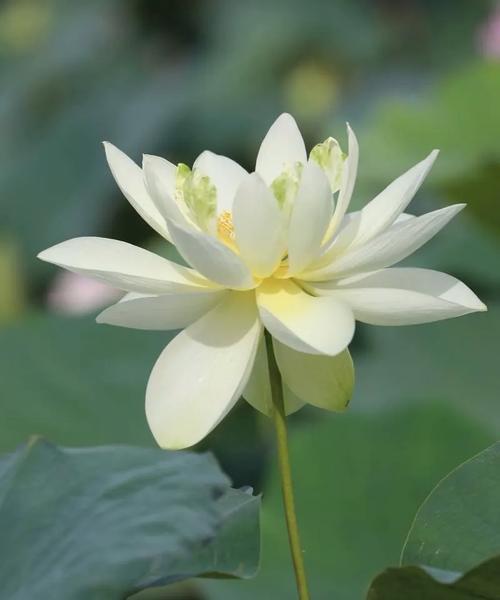 象征安宁平和的花是什么？哪种花代表宁静？