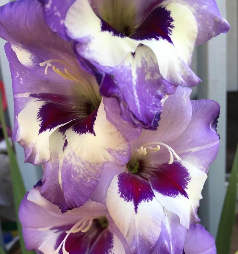 紫色玫瑰花加百合的寓意是什么？