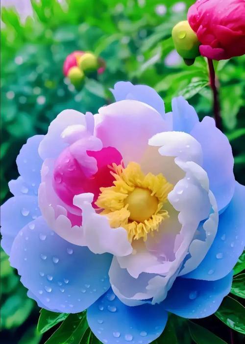 八种颜色牡丹花各自代表什么？