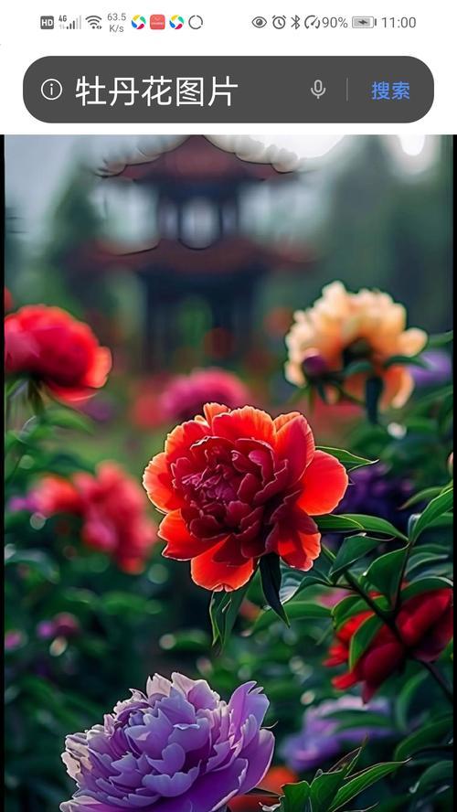 八种颜色牡丹花各自代表什么？