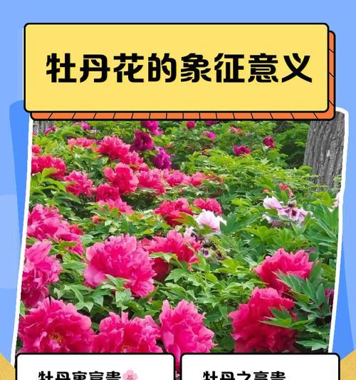 八种颜色牡丹花各自代表什么？