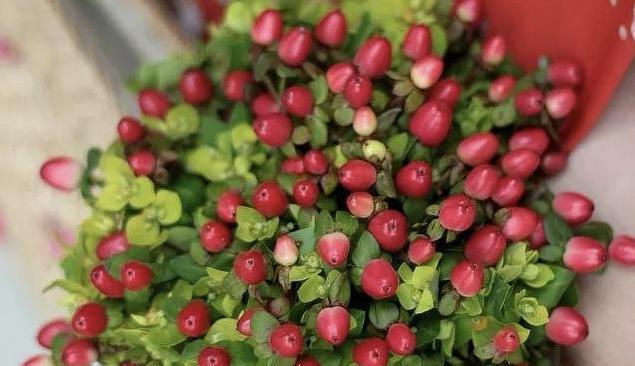 果绿色花语胶带代表什么？胶带上的花语有何意义？