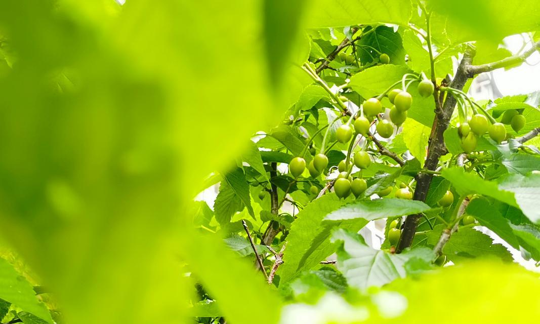 果绿色花语胶带代表什么？胶带上的花语有何意义？